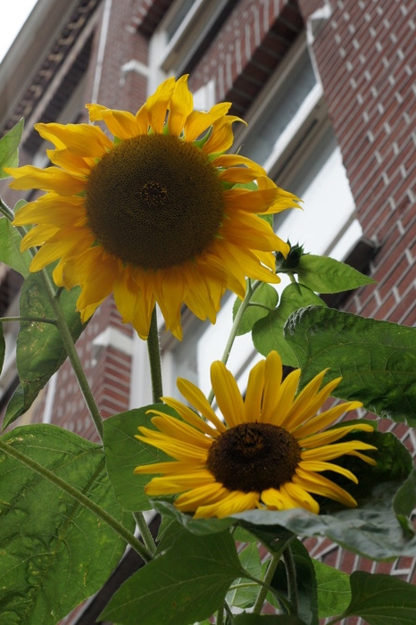 sunflowers in Amsterdam