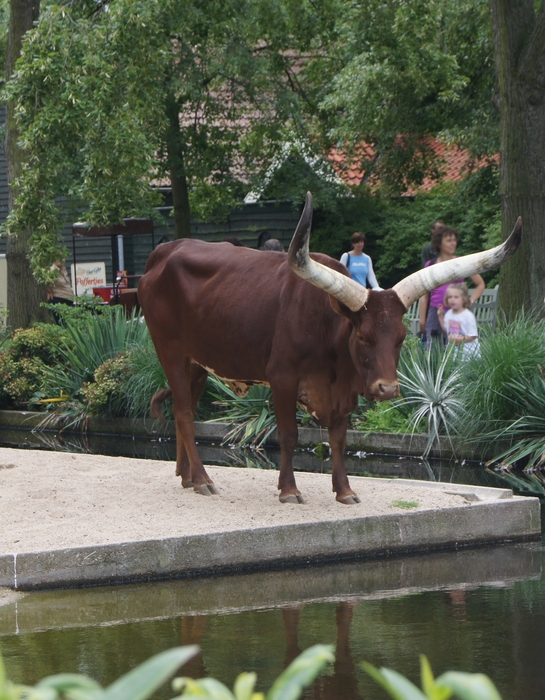 Watusi