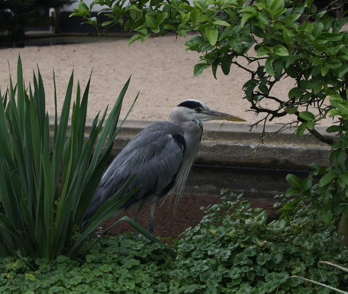 grey heron