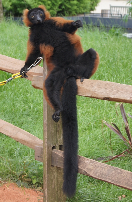 red ruffed lemur