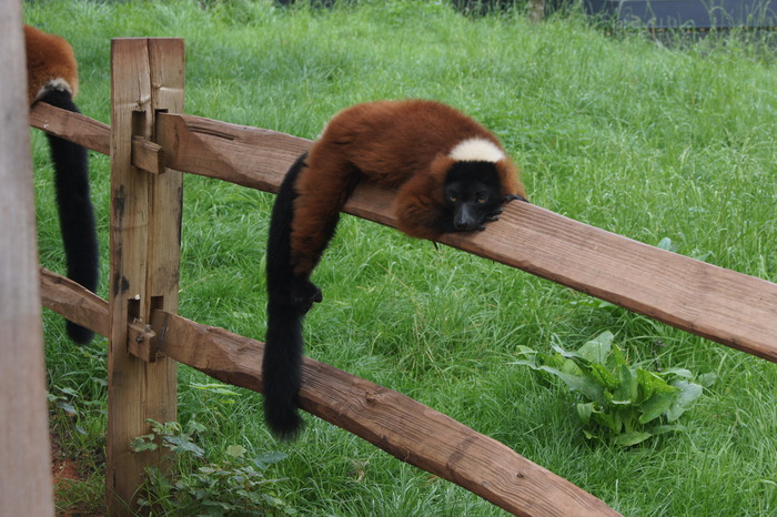 red ruffed lemur