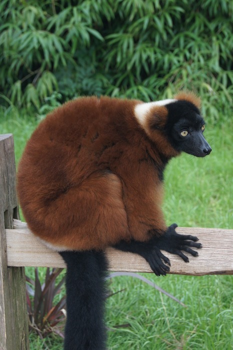 red ruffed lemur