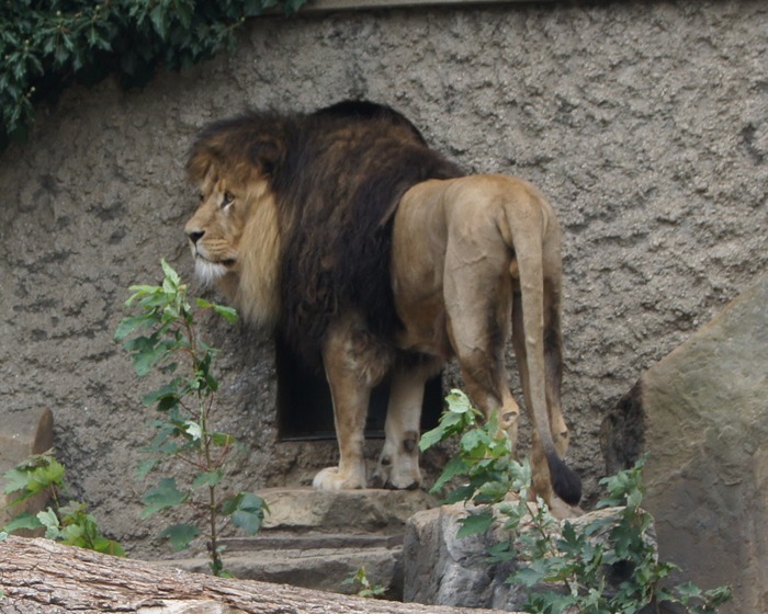 lion forlorn