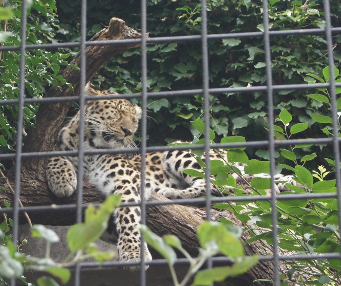 amur leopard 