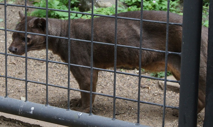 fossa