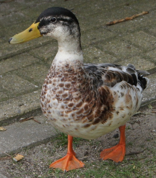 duck