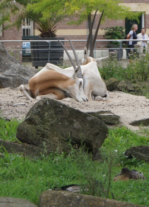 scimitar-horned oryx 