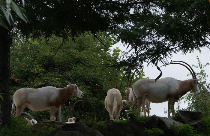 scimitar-horned oryx