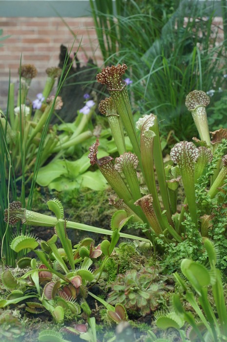 carnivorous garden