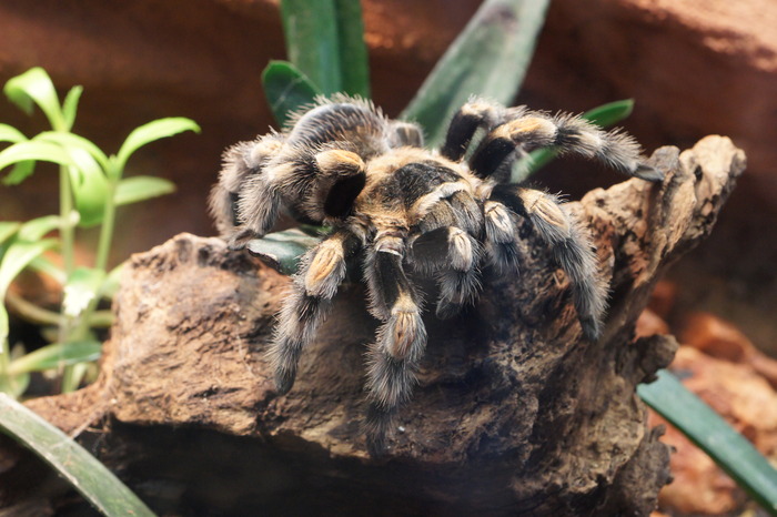 red-kneed tarantula