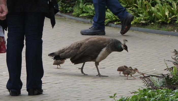 peacock family