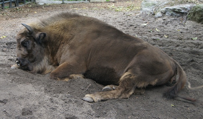 european bison