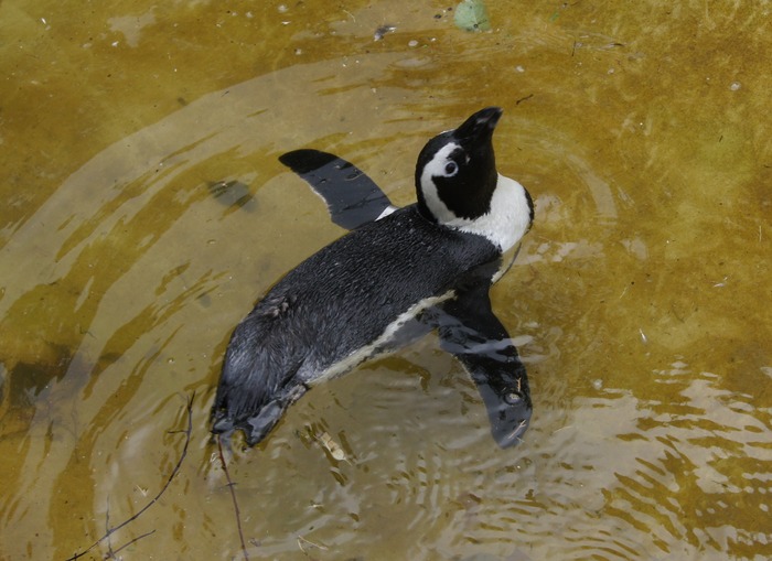 Magellanic penguin