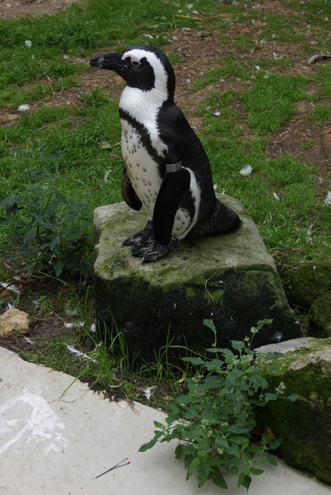 African penguin