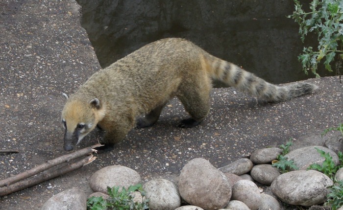 coati