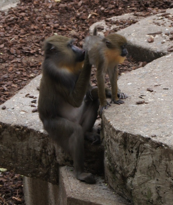 mom and baby mandrill