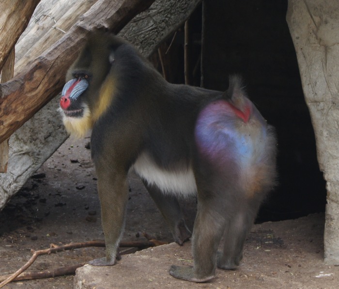 mandrill