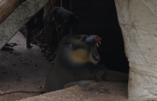 mandrill