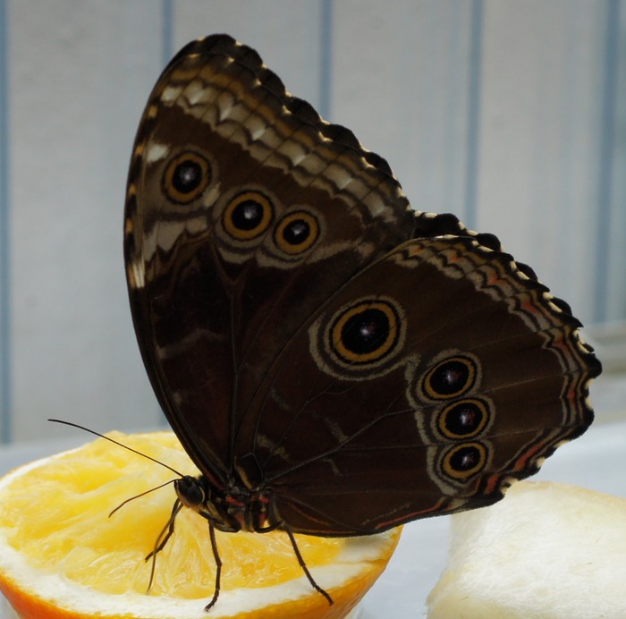 blue morpho