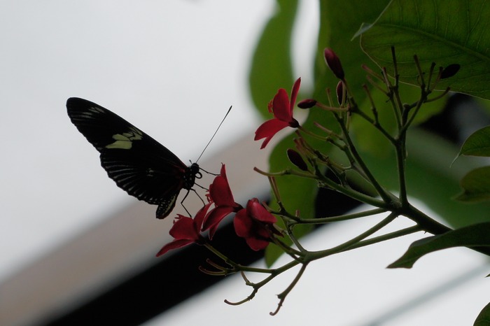 Heliconius sp.