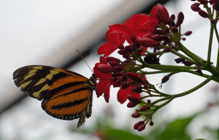 Heliconius sp.