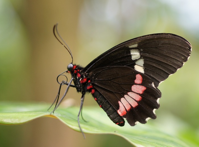 red rim butterfly