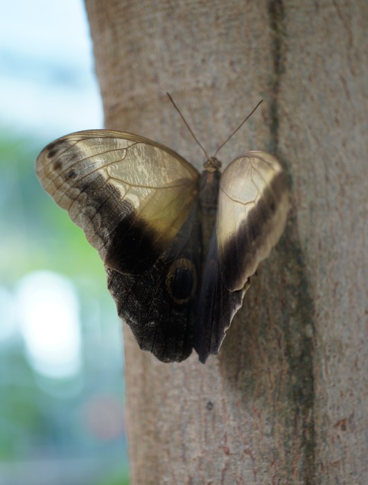 Caligo eurilochus