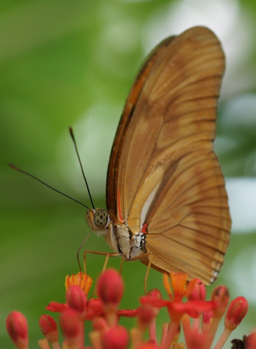 orange butterfly