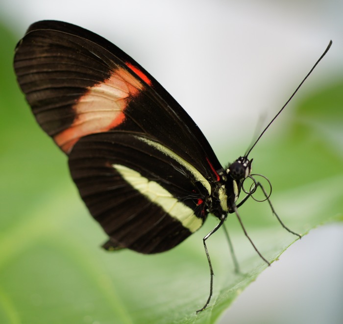 Heliconius sp.