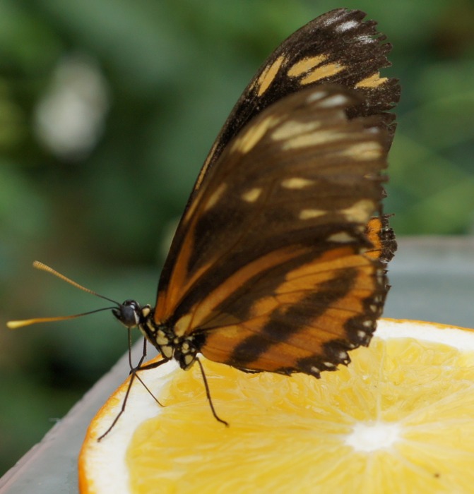 heliconius sp.