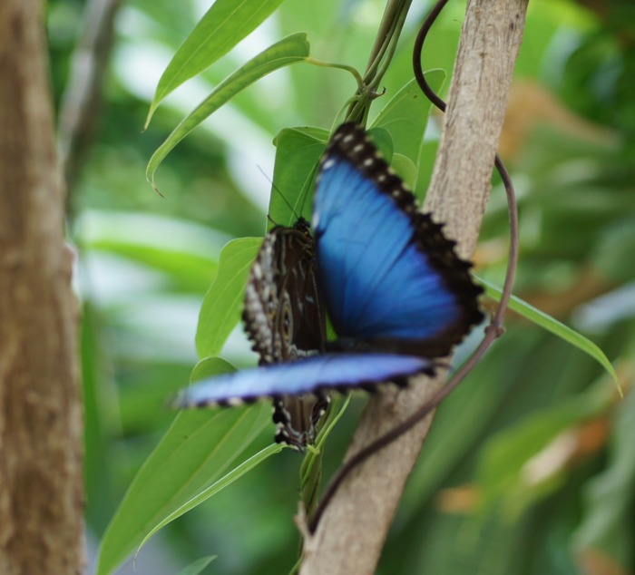 battle of the blue morphos