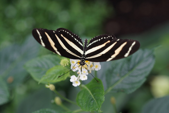 Heliconius sp.