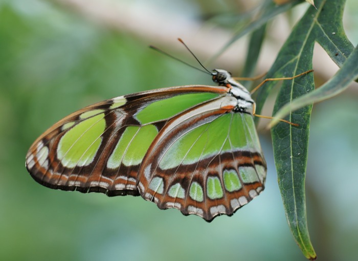 Siproeta stelenes