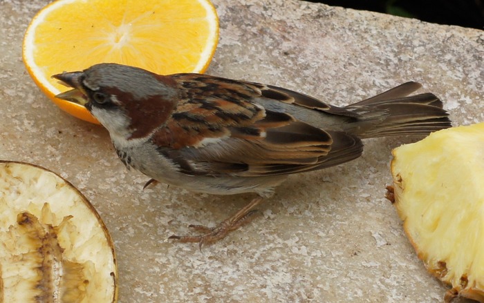 house sparrow