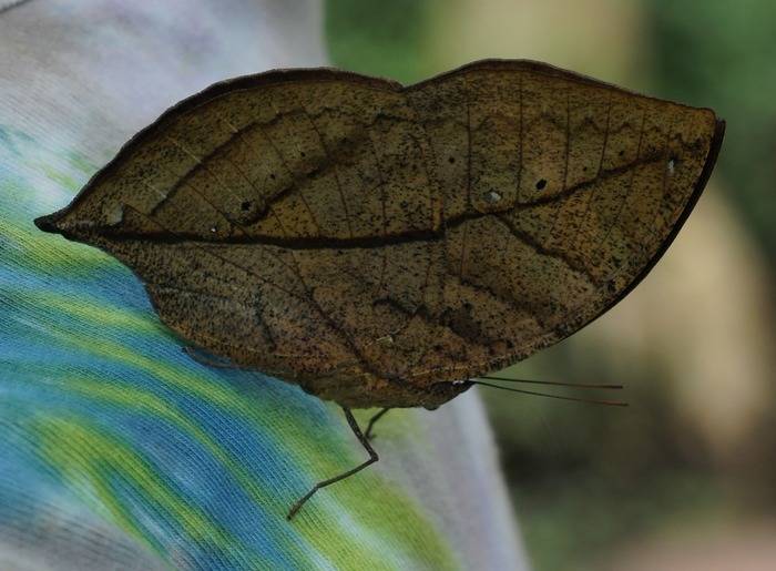 crotchmoth on my shoulder