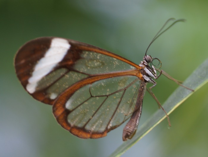 glasswing