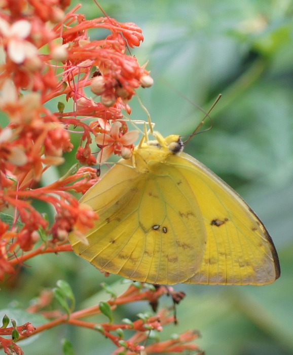 yellow butterfly