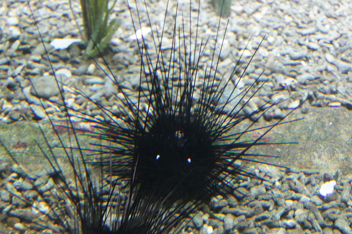 sea urchins