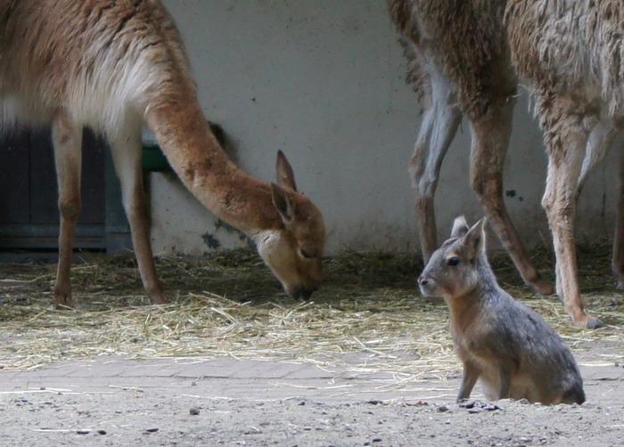 mara and alpacas