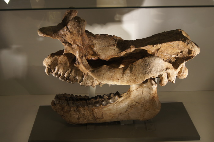 titanothere skull