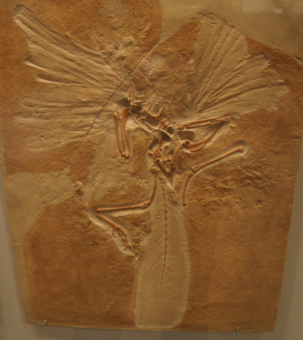 Archaeopteryx copy