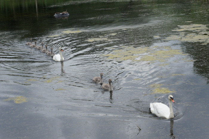 swan family