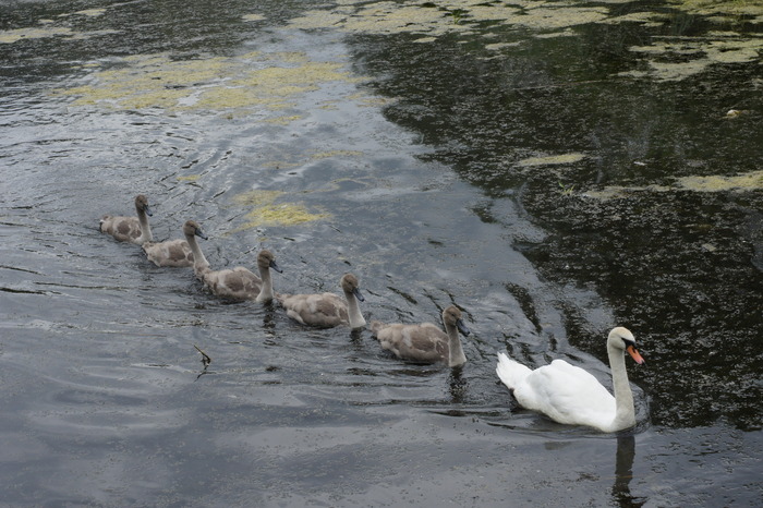 swan family