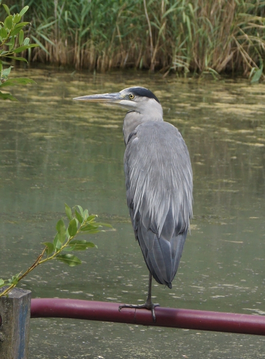 heron