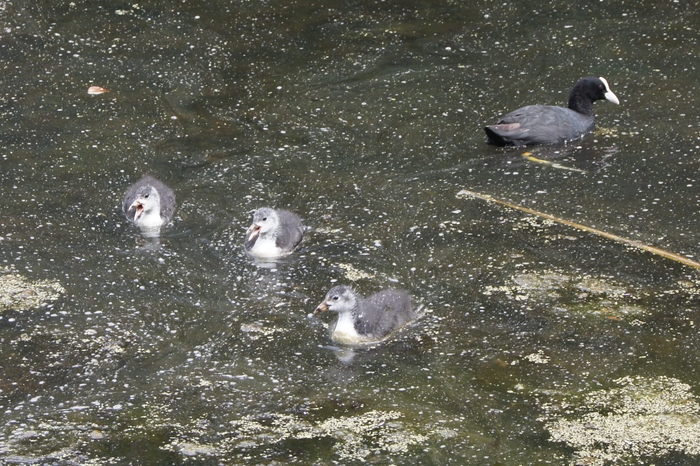 cootlets