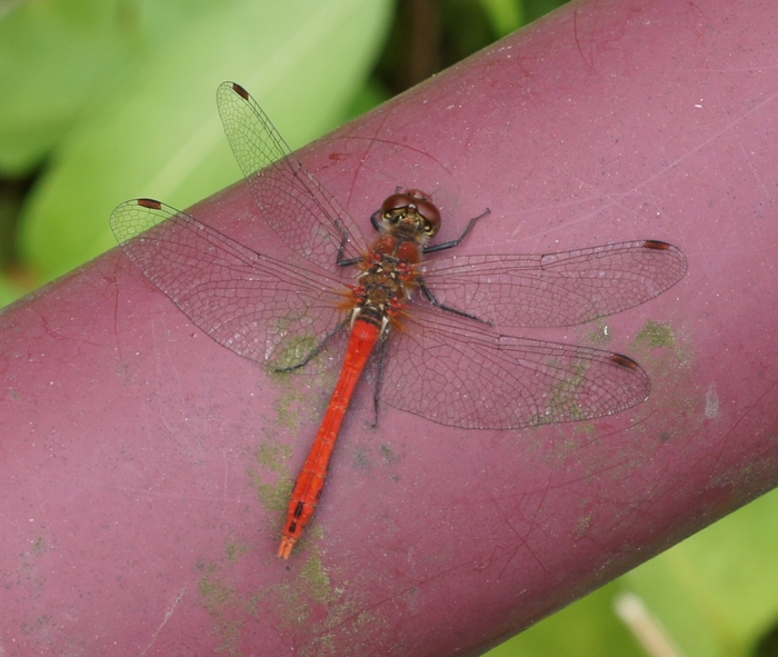 red dragonfly