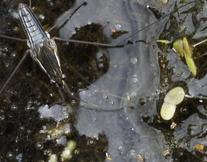 water strider