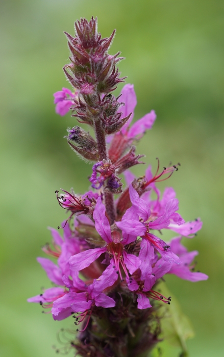 little pink flowers