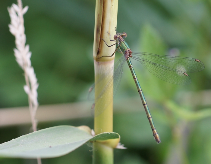 green needlefly