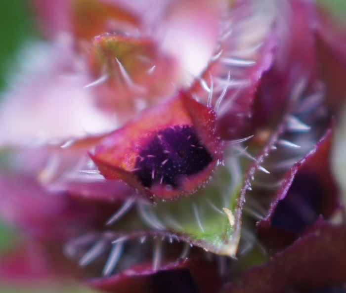 purple flowers macro